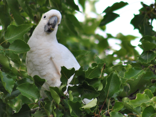 a cockatoo in a tree